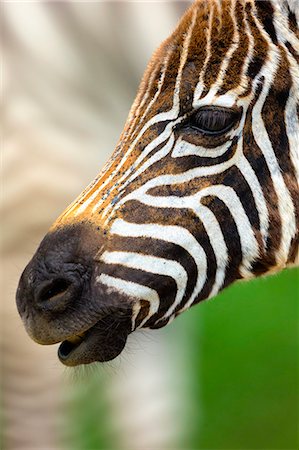 Close up portrait of burchells zebra (Equus burchelli), Lake Nakuru National Park, Kenya, Africa Foto de stock - Sin royalties Premium, Código: 649-08565744