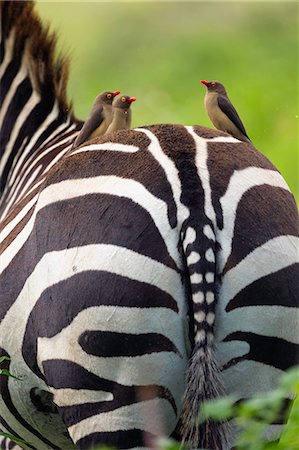 parque nacional do lago nakuru - Red-billed oxpeckers (Buphagus erythrorhynchus) on burchells zebra's (Equus burchelli) back, Lake Nakuru National Park, Kenya, Africa Foto de stock - Royalty Free Premium, Número: 649-08565745