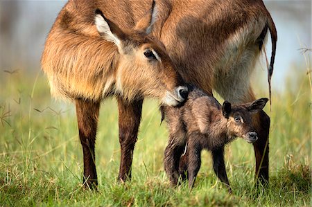 Mother and juvenile waterbuck (Kobus ellipsiprymnus), Lake Nakuru National Park, Kenya, Africa Photographie de stock - Premium Libres de Droits, Code: 649-08565741