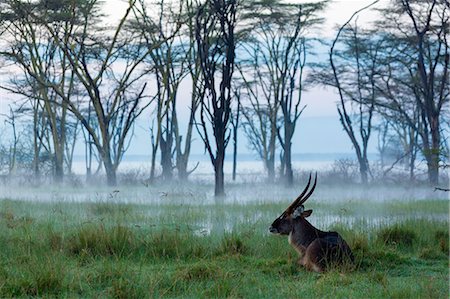 Male Waterbuck (Kobus ellipsiprymnus), Lake Nakuru National Park, Kenya, Africa Foto de stock - Sin royalties Premium, Código: 649-08565742