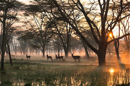 Small group of waterbuck (Kobus ellipsiprymnus), Lake Nakuru National Park, Kenya, Africa Foto de stock - Sin royalties Premium, Código: 649-08565743