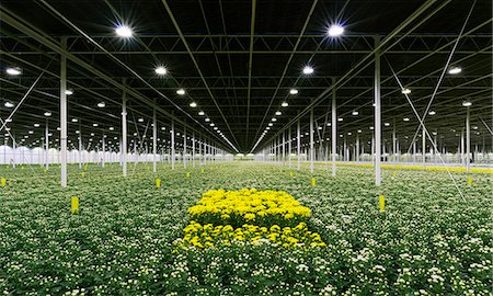 simsearch:649-09208400,k - Greenhouse specialised in growing Chrysanthemums, Ridderkerk, zuid-holland, Netherlands Photographie de stock - Premium Libres de Droits, Code: 649-08565806