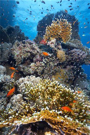 simsearch:614-08578249,k - Shoal of fish on reef Photographie de stock - Premium Libres de Droits, Code: 649-08560425