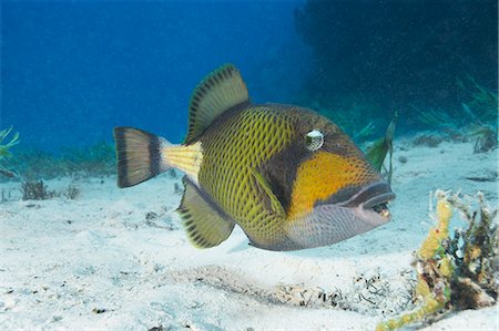 Titan Triggerfish Stock Photo - Premium Royalty-Free, Code: 649-08560427