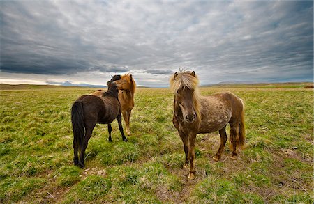 simsearch:6119-08724887,k - Ponies grazing in rural field Photographie de stock - Premium Libres de Droits, Code: 649-08560692