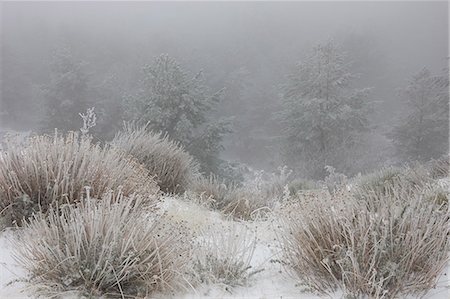 simsearch:649-08560133,k - Snow covered plants in field Photographie de stock - Premium Libres de Droits, Code: 649-08560791