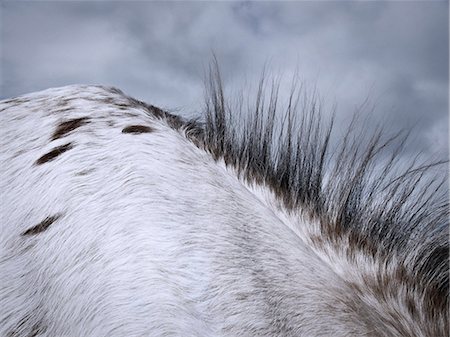 simsearch:649-08561343,k - Close up of horse's mane Stock Photo - Premium Royalty-Free, Code: 649-08561342