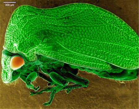 simsearch:649-09003664,k - Scanning electron micrograph of a tree hopper Photographie de stock - Premium Libres de Droits, Code: 649-08561363