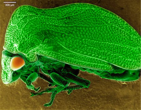 simsearch:649-08562200,k - Scanning electron micrograph of a tree hopper Photographie de stock - Premium Libres de Droits, Code: 649-08561363