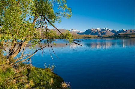 Tree by rural lakeside Stock Photo - Premium Royalty-Free, Code: 649-08561686