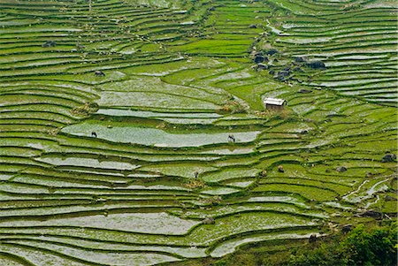 Aerial view of marshy rural fields Stock Photo - Premium Royalty-Free, Code: 649-08561705