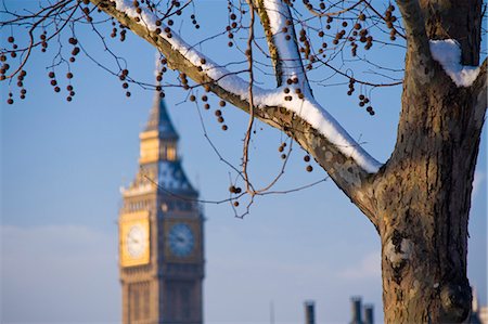 Snowy tree with tower in background Photographie de stock - Premium Libres de Droits, Code: 649-08561702