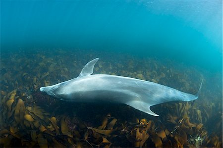 dolphin - Dolphin swimming in tropical water Foto de stock - Sin royalties Premium, Código: 649-08561769