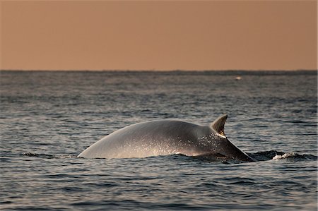 simsearch:649-08561187,k - Fin whale emerging from water Photographie de stock - Premium Libres de Droits, Code: 649-08561774