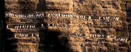 Guillemot birds roosting on cliff Stock Photo - Premium Royalty-Free, Code: 649-08561784