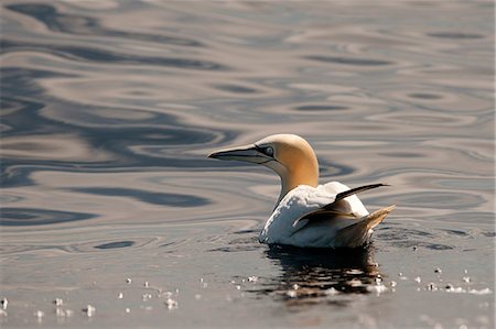 simsearch:6118-09112156,k - Gannet bird floating in water Photographie de stock - Premium Libres de Droits, Code: 649-08561781