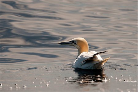 simsearch:6118-09112155,k - Gannet bird floating in water Photographie de stock - Premium Libres de Droits, Code: 649-08561781