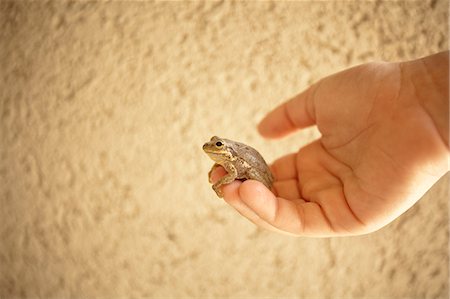 Close up of child holding small frog Stock Photo - Premium Royalty-Free, Code: 649-08561878
