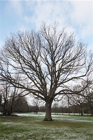 simsearch:649-08560133,k - Oak tree growing in field Photographie de stock - Premium Libres de Droits, Code: 649-08561968