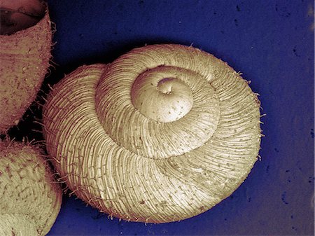 simsearch:649-08562204,k - SEM image of small garden snail Photographie de stock - Premium Libres de Droits, Code: 649-08561986