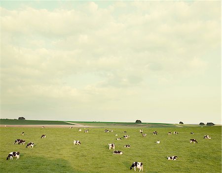 simsearch:649-07239641,k - Cows in field in Wiltshire, England Photographie de stock - Premium Libres de Droits, Code: 649-08562161