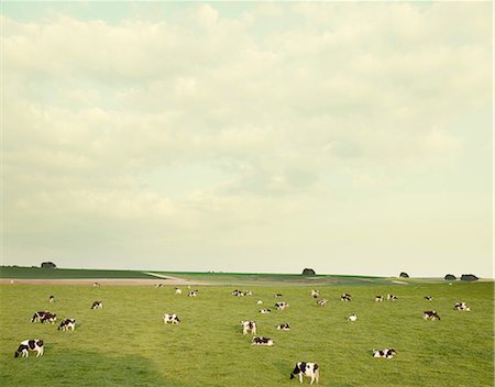 simsearch:400-06919516,k - Cows in field in Wiltshire, England Stock Photo - Premium Royalty-Free, Code: 649-08562161