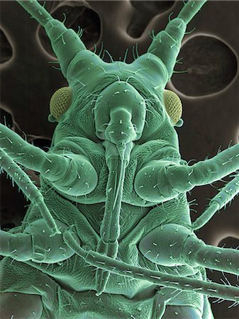 scanning electron micrograph - High vacuum SEM image of a plant lice Stock Photo - Premium Royalty-Free, Code: 649-08562198