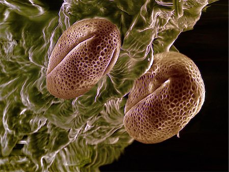scanning electron micrograph - High vacuum SEM of Brassica rapa oleifera pollen grains Stock Photo - Premium Royalty-Free, Code: 649-08562205