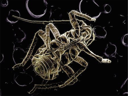 simsearch:649-09003664,k - High vacuum SEM image of plant lice Photographie de stock - Premium Libres de Droits, Code: 649-08562202