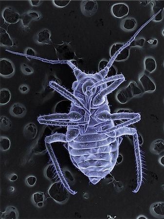 simsearch:649-09003664,k - High vacuum SEM image of plant lice Photographie de stock - Premium Libres de Droits, Code: 649-08562203
