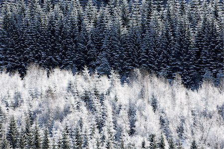 Hoar frost on forest Stock Photo - Premium Royalty-Free, Code: 649-08562270