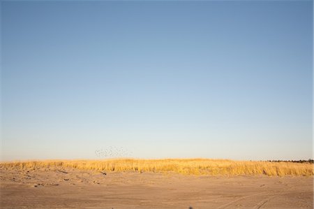 seagrass - Seagrass and sand dunes Stock Photo - Premium Royalty-Free, Code: 649-08562780