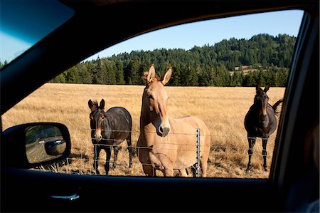 simsearch:649-07239783,k - Horses seen through car window Stock Photo - Premium Royalty-Free, Code: 649-08563019