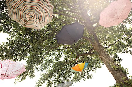 Umbrellas hanging in trees Stock Photo - Premium Royalty-Free, Code: 649-08563086