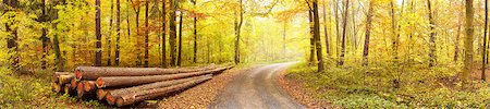 forest path panorama - Autumn forest scene Stock Photo - Premium Royalty-Free, Code: 649-08563172