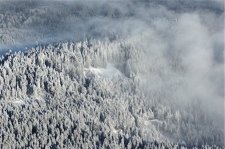 Snow covered trees, Mount Pilatus, Swiss Alps, Switzerland Photographie de stock - Premium Libres de Droits, Code: 649-08563466