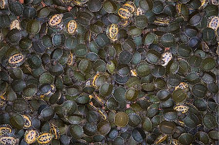 Turtles in a box Photographie de stock - Premium Libres de Droits, Code: 649-08563502