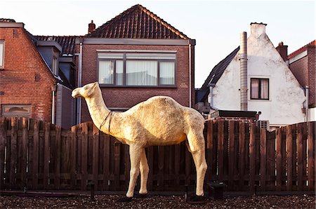 simsearch:614-06974867,k - Model of camel outside house Stock Photo - Premium Royalty-Free, Code: 649-08563902