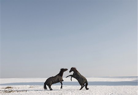 Two horses rearing in snow Stock Photo - Premium Royalty-Free, Code: 649-08563917