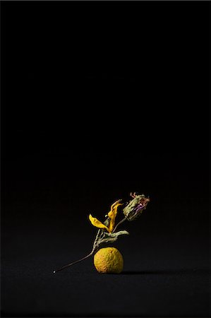 simsearch:625-02926868,k - Dried flower on black background Photographie de stock - Premium Libres de Droits, Code: 649-08563945