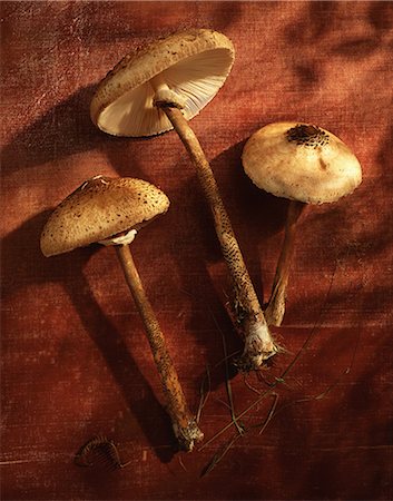 simsearch:649-07437090,k - Overhead view of lepiota mushrooms, grass, outside in natural sunlight Photographie de stock - Premium Libres de Droits, Code: 649-08576312