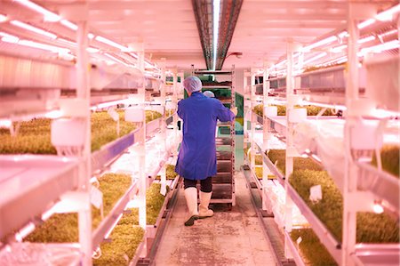 people in hairnets in factory - Full length rear view of worker pushing trolley through artificial light growing room Stock Photo - Premium Royalty-Free, Code: 649-08576788