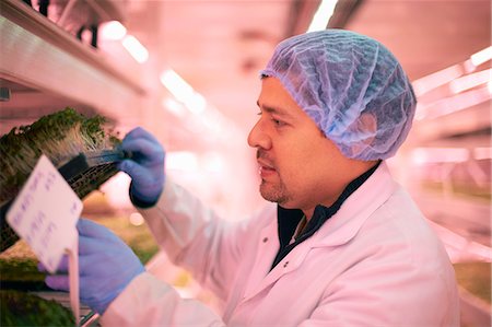 factory workers hairnet - Side view of worker wearing hair net checking vegetables growing in artificial light smiling Stock Photo - Premium Royalty-Free, Code: 649-08576798