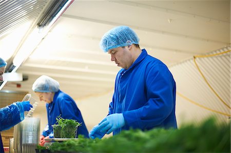 factory workers hairnet - Workers on production line wearing hair nets packaging vegetables Stock Photo - Premium Royalty-Free, Code: 649-08576799