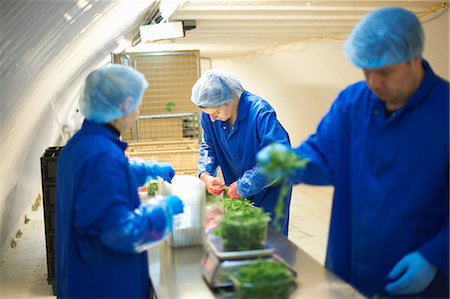 factory workers hairnet - Workers on production line wearing hair nets packaging vegetables Stock Photo - Premium Royalty-Free, Code: 649-08576800