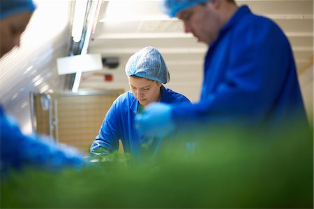 factory workers hairnet - Workers on production line wearing hair nets packaging vegetables Stock Photo - Premium Royalty-Free, Code: 649-08576801