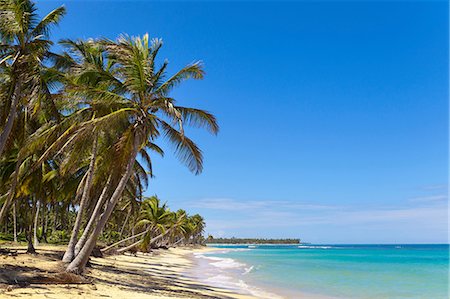 Palm tree's on beach, Dominican Republic, The Caribbean Stock Photo - Premium Royalty-Free, Code: 649-08577309