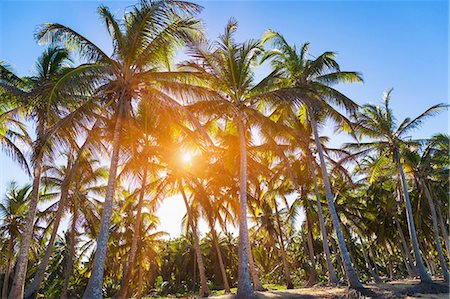 dominican republic - Sunlit forest of palm tree's on beach, Dominican Republic, The Caribbean Photographie de stock - Premium Libres de Droits, Code: 649-08577315