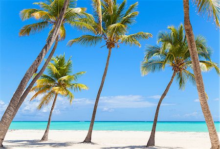 playas caribe - Leaning palm trees on beach, Dominican Republic, The Caribbean Foto de stock - Sin royalties Premium, Código: 649-08577337