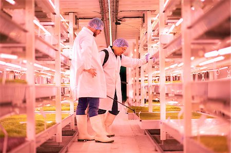 simsearch:649-07063406,k - Male workers spraying shelves of micro greens in underground tunnel nursery, London, UK Stock Photo - Premium Royalty-Free, Code: 649-08577414